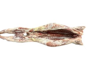 Lamb Carcasses
